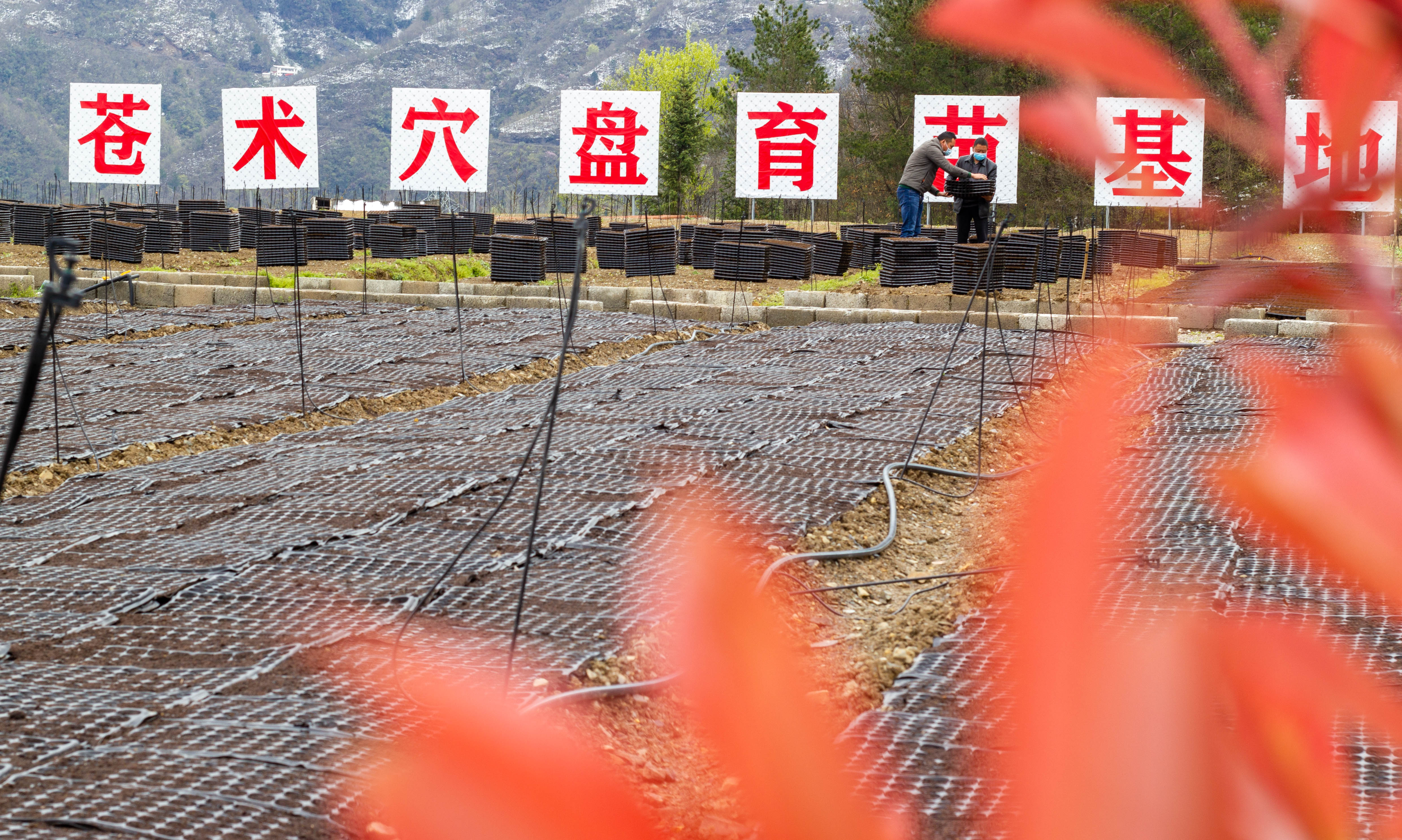 市保康县马桥镇横溪村中药材产业园,村民将苍术穴盘摆放在育苗基地