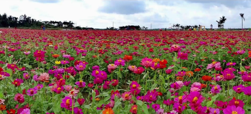 陕西千阳县花海景观提高颜值