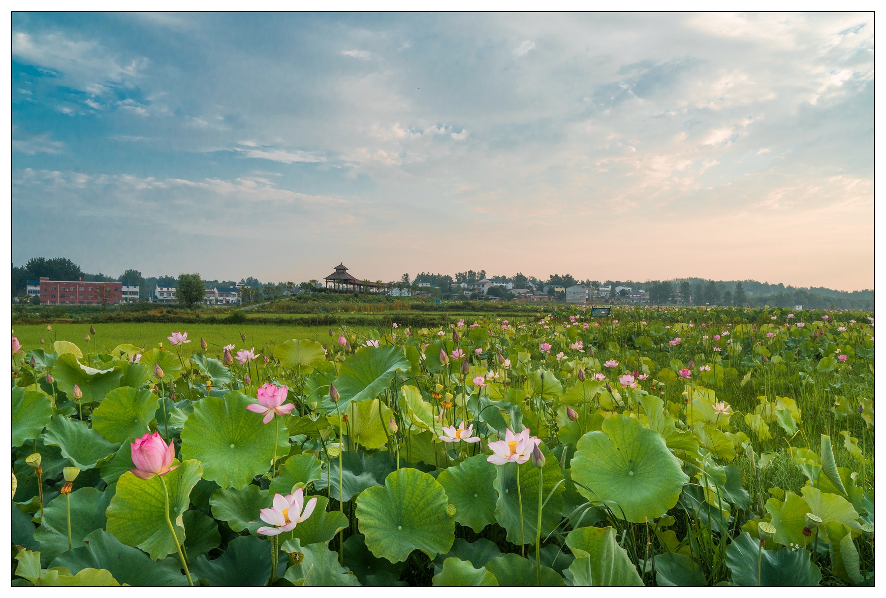 【學習強國看隨州·花開四季】隨州挑水村:荷塘花開 清香自來