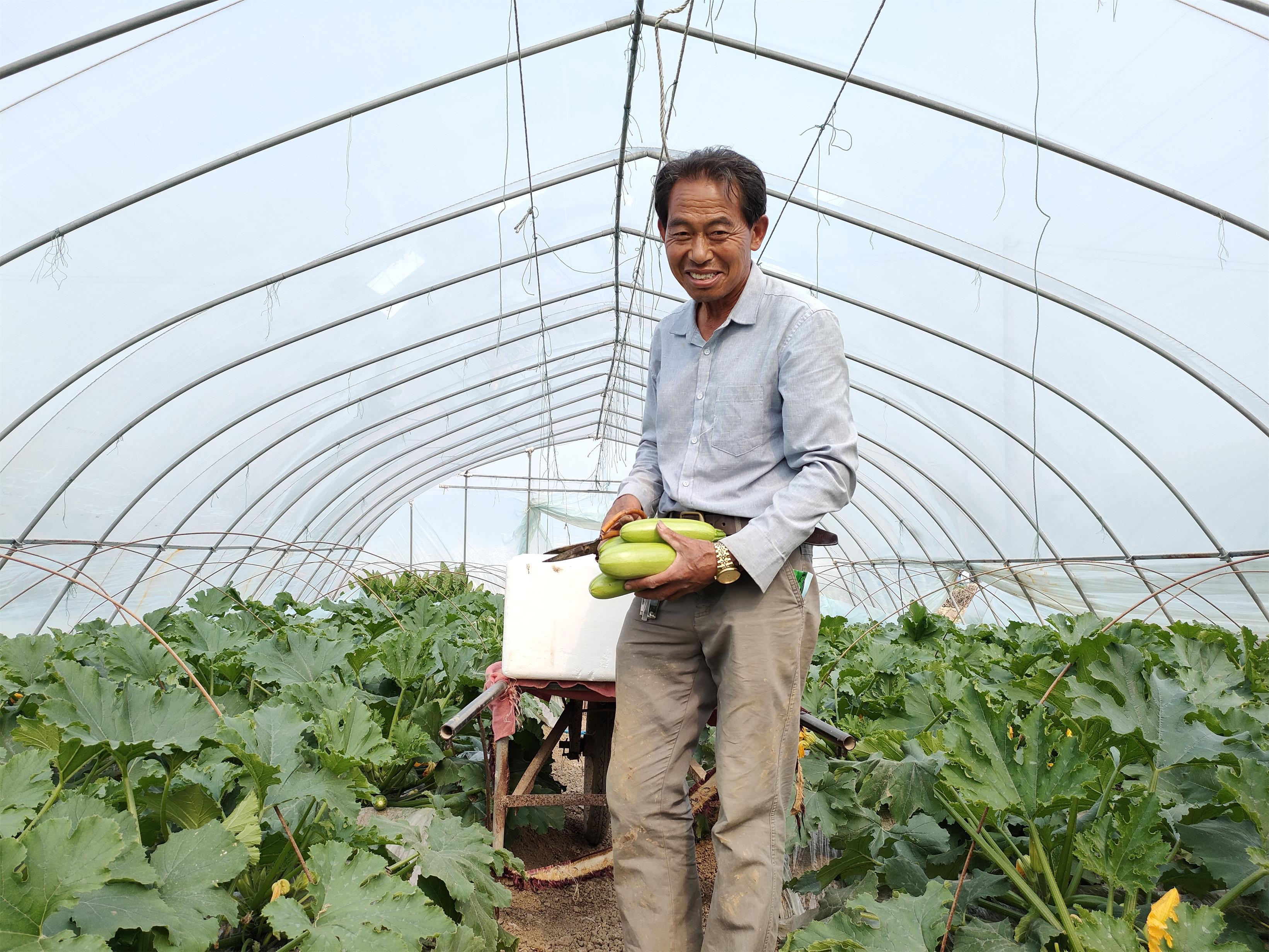 新安镇镇北村村民王发明在采摘西葫芦