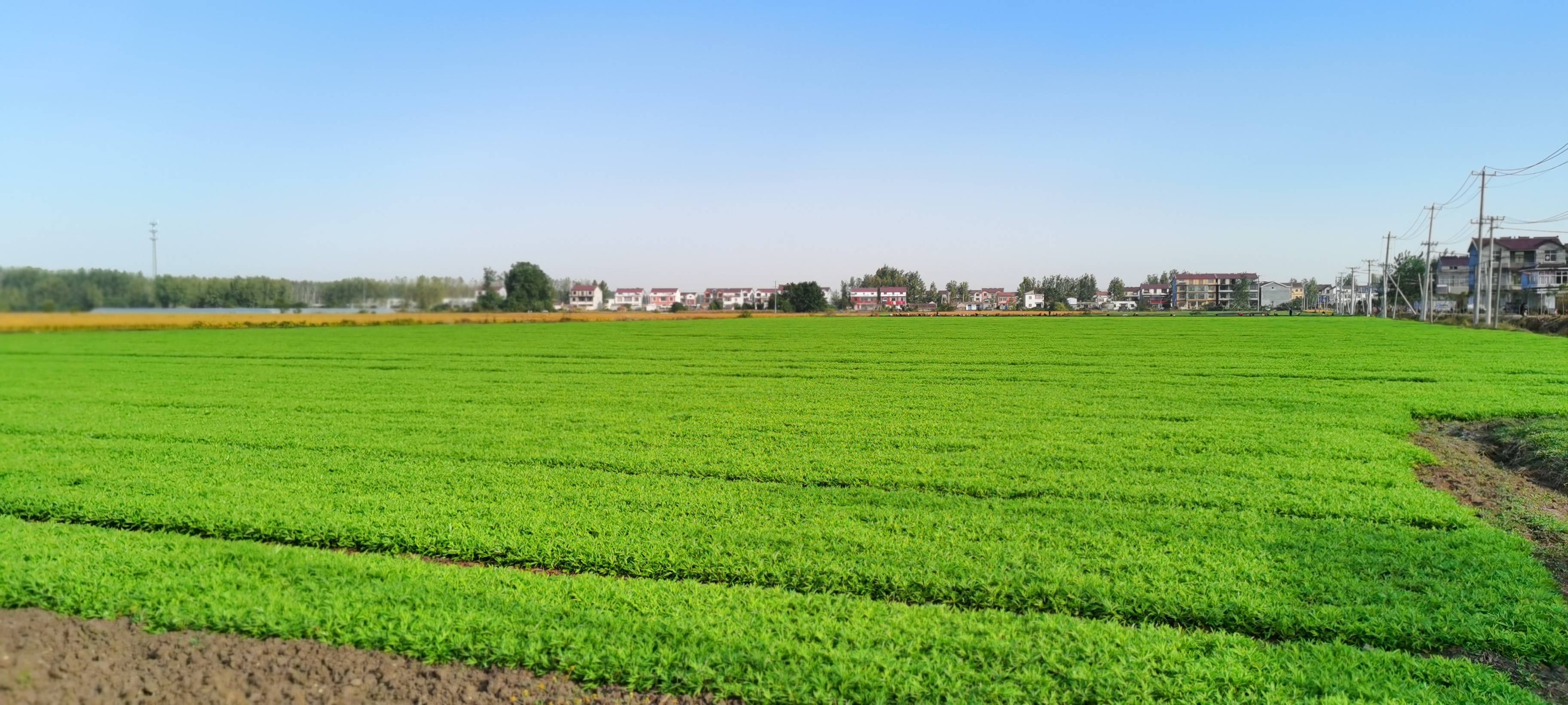 南岗镇芦蒿产业基地（资料图片）