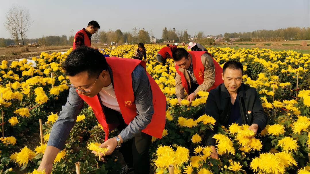 东园村菊花种植基地（资料图片）