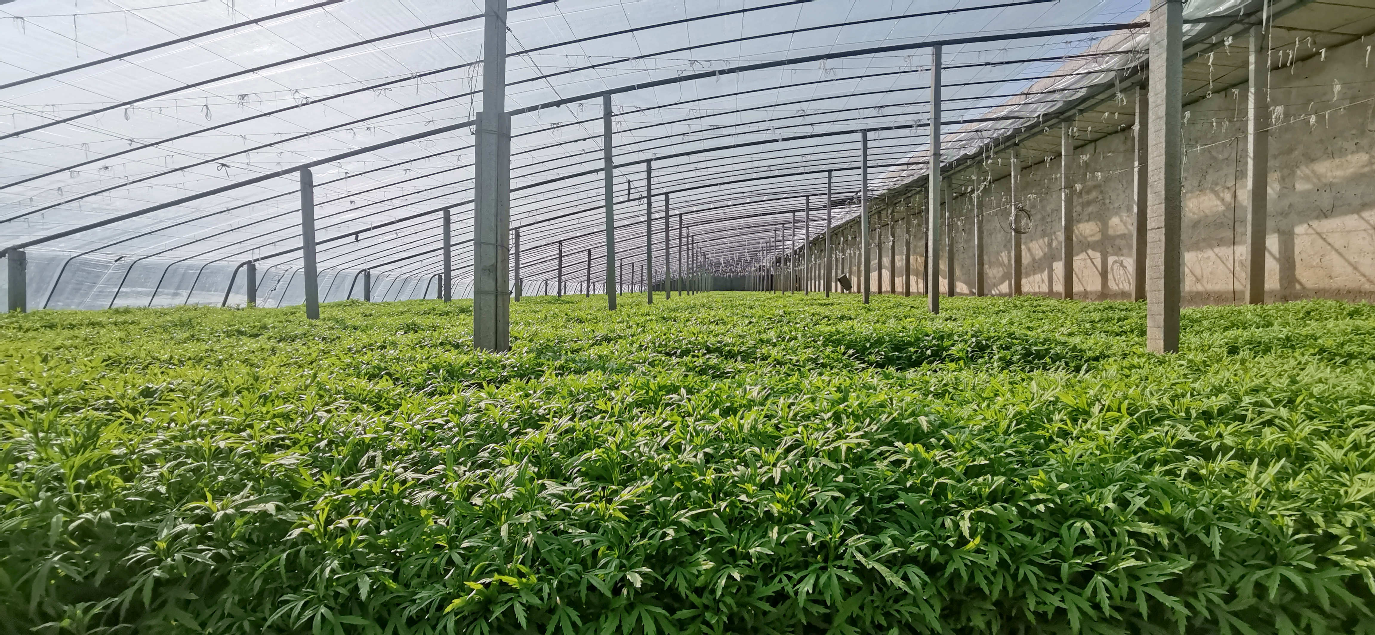 长势喜人的大棚芦蒿（资料图片）